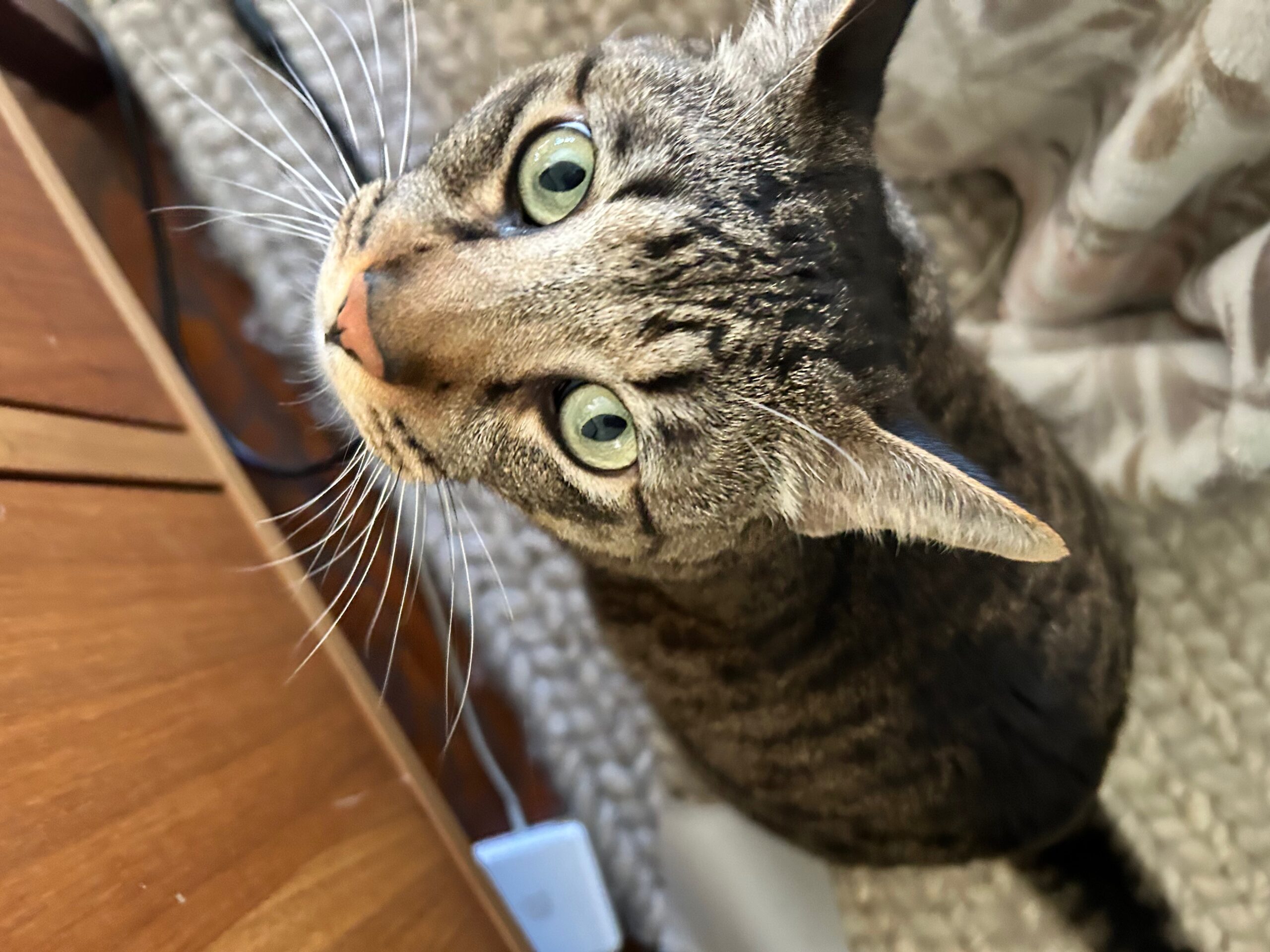 A brown tabby cat looking up at the camera. He's on a white rug next to a wooden cabinet.