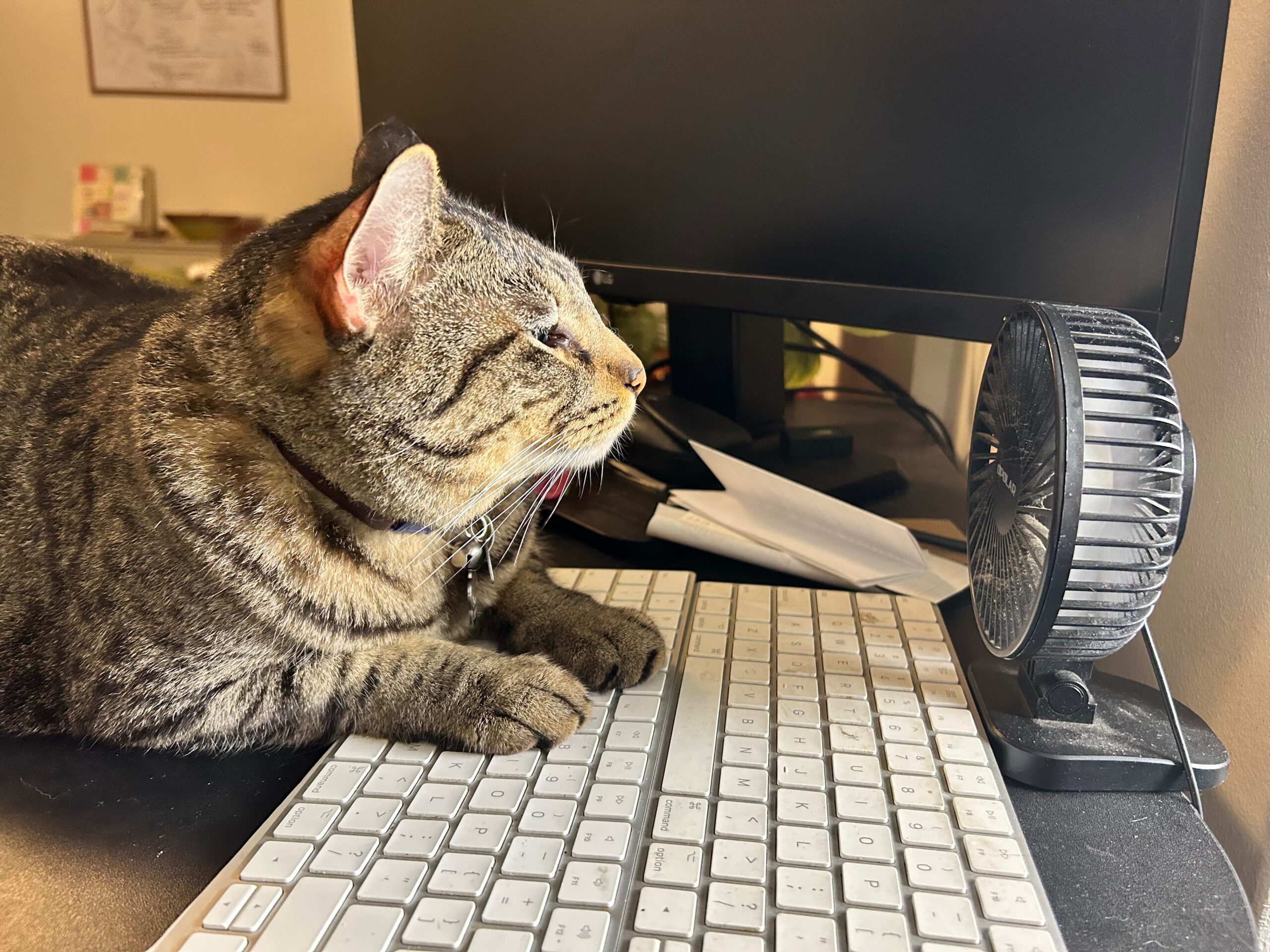 A brown tabby cat with paws on a keyboard, facing a small desk fan with eyes closed. A black monitor sits on the desk behind the cat.